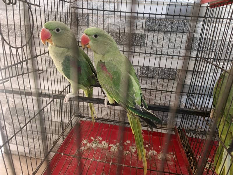 Raw parrots pair 0