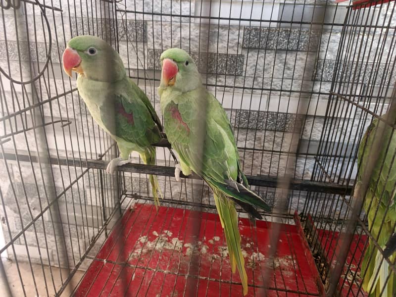 Raw parrots pair 1