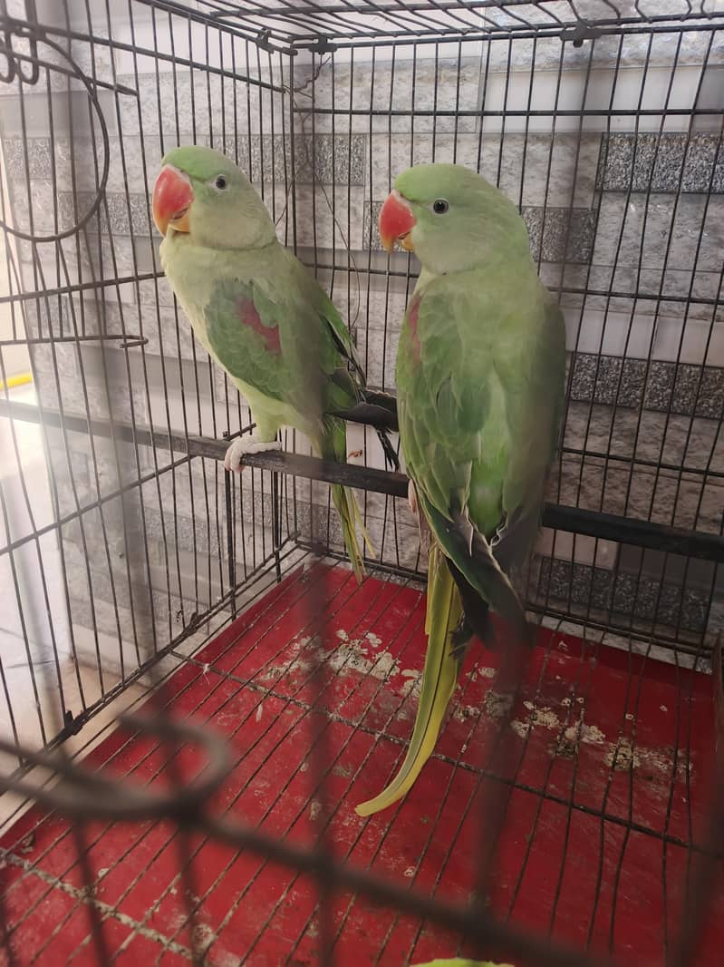 Raw parrots pair 2