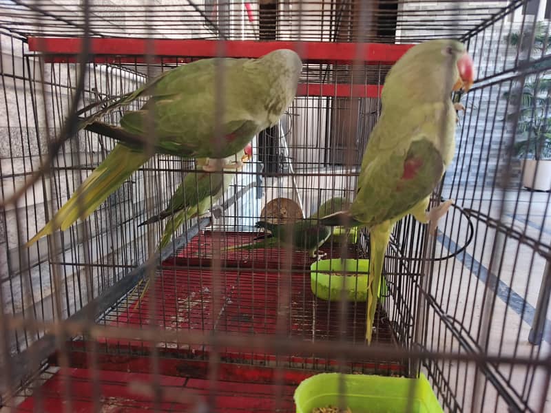 Raw parrots pair 3