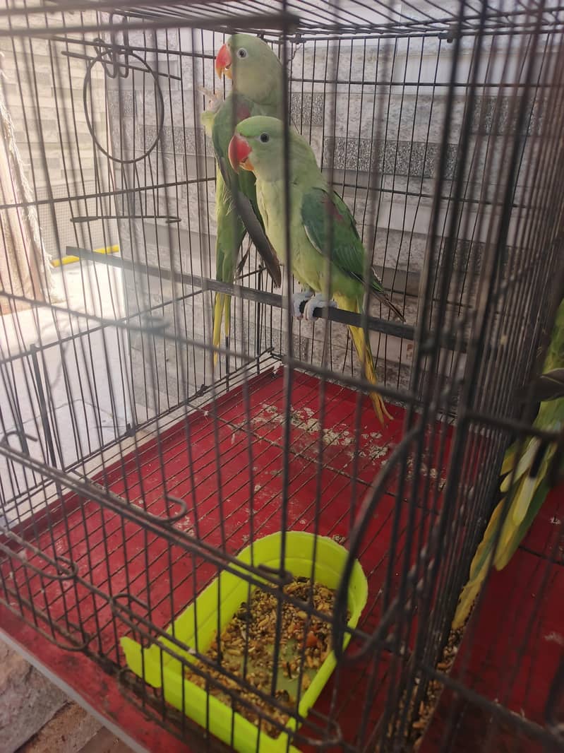 Raw parrots pair 4