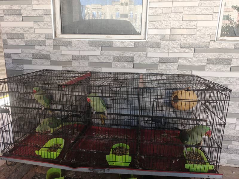 Raw parrots pair 5