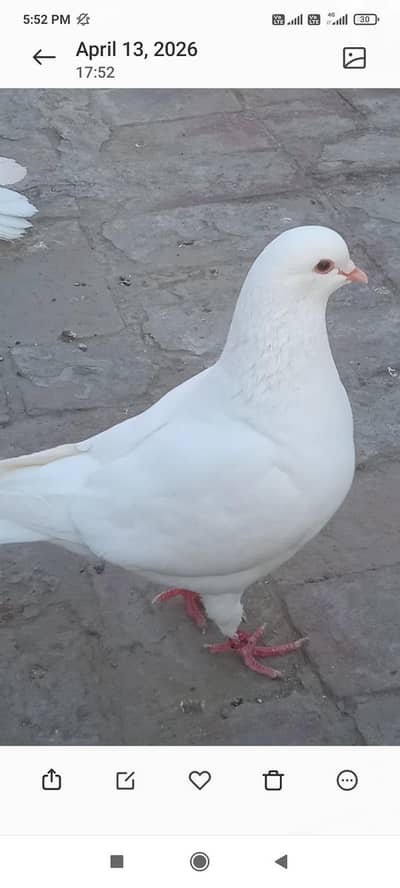 king breader female