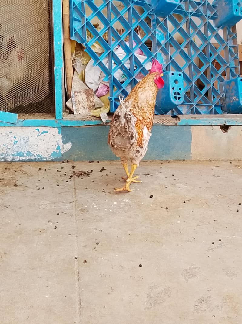 MISRI MURGA 1