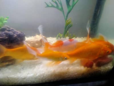 goldfish commit and koi