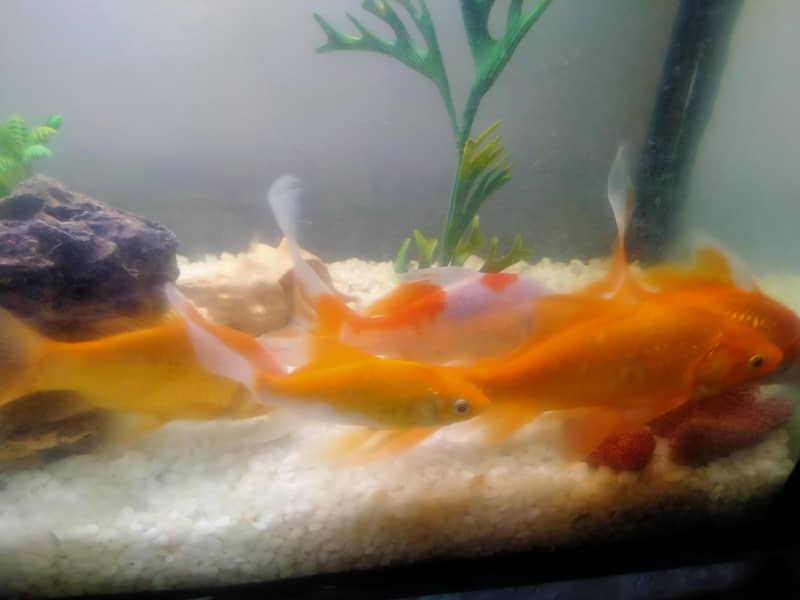 goldfish commit and koi 0
