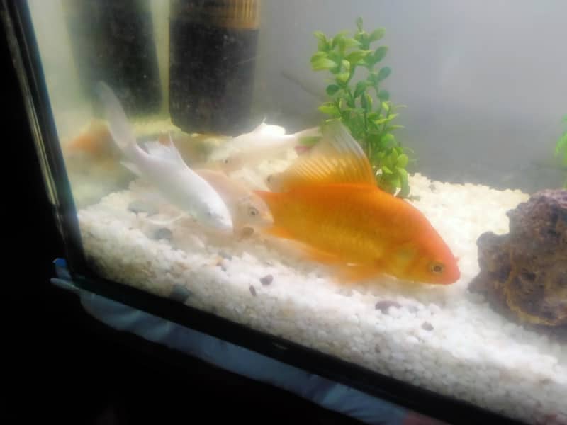 goldfish commit and koi 1