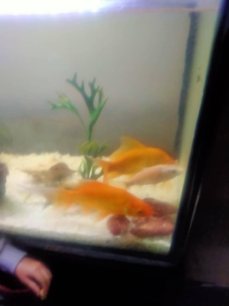 goldfish commit and koi 2