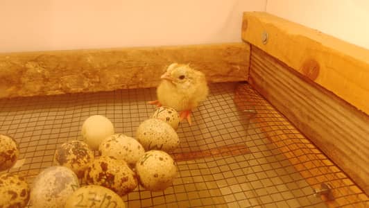 astralop, white Polish, & Golden Sebright Chicks
