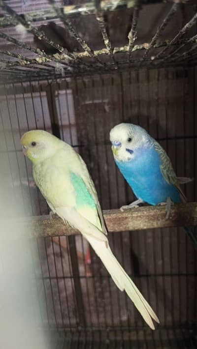 Rainbow Budgie Breader Pair For Sale