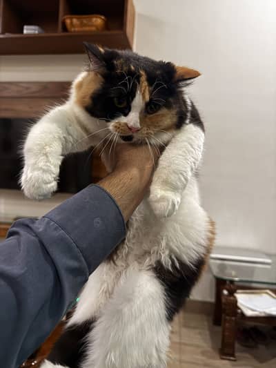 Calico persian cat 9 months old
