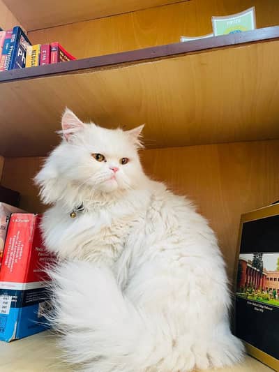 Male 3 year old cat, neutered and vaccinated