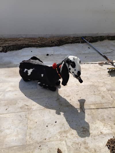betal bakri
