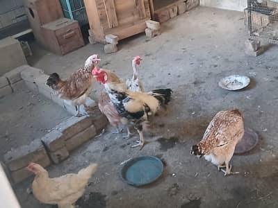 desi hens or aseel for sale