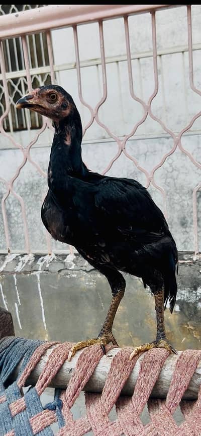 Aseel murga and murgi for sale pair