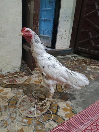 aseel murga