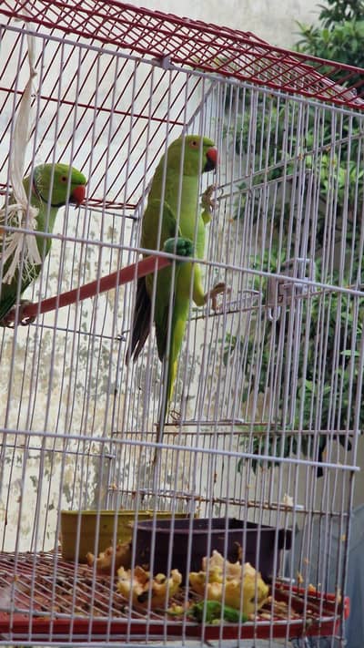 breeders pair available price 18 k