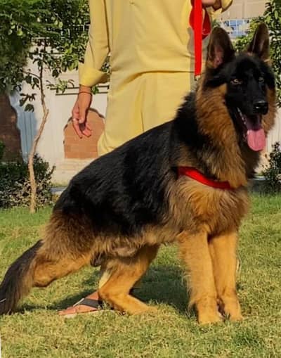 German Shepherd loan coat dog male age 7month for sale