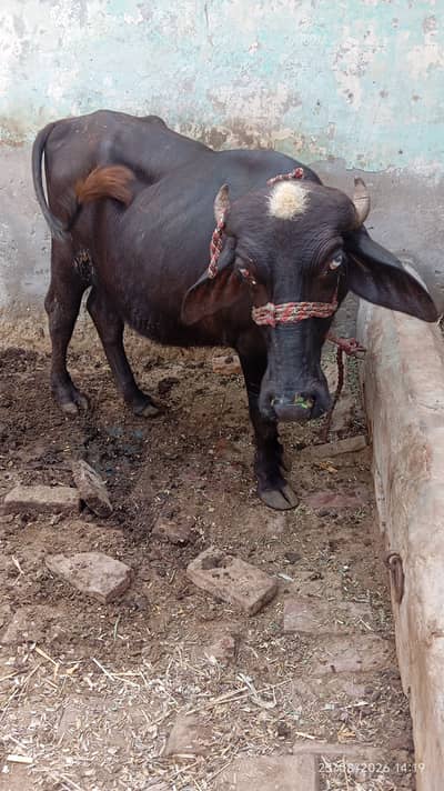 Baflow Katti for sale in  Pakistan