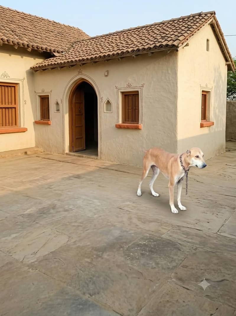 doggy 1