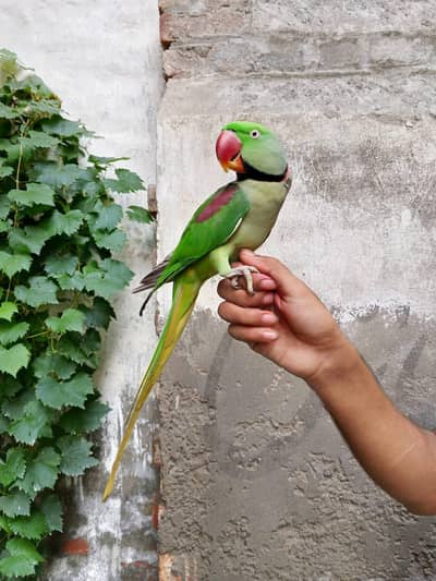 raw parrot hand tame zero bite