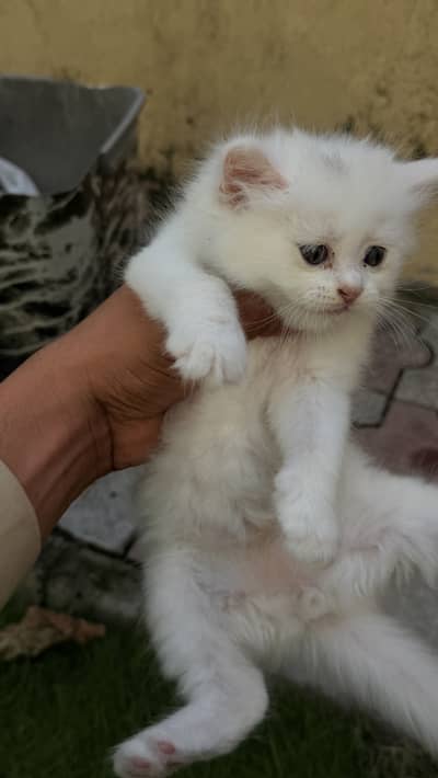 Kitten for sale available