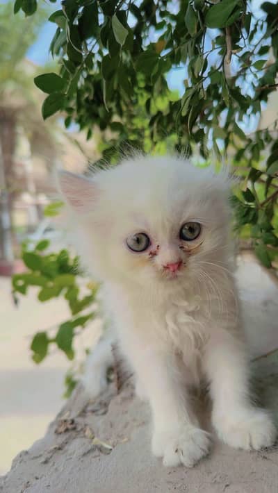 Kiten baby