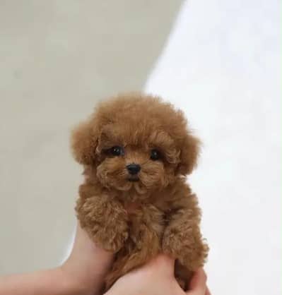 premium Original french toy poodle puppy