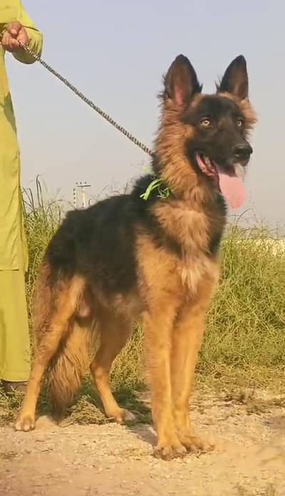 Belgium Shepherd Imported Bloodline | GSD dog |
