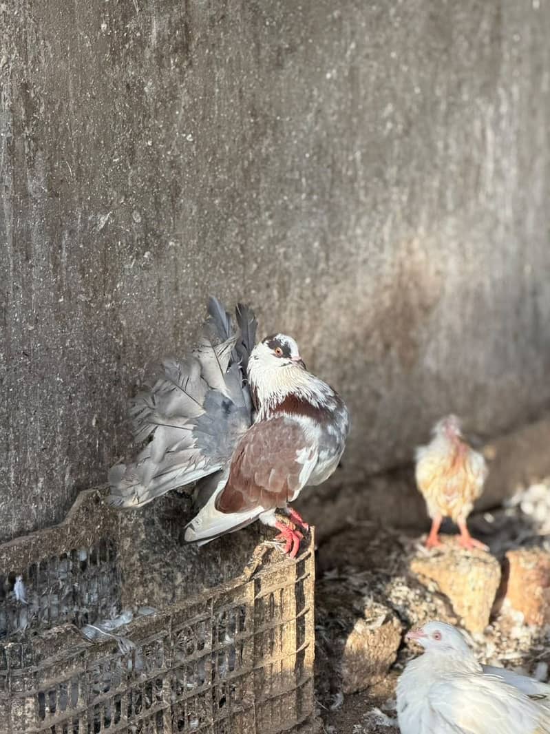 Different pigeons 0