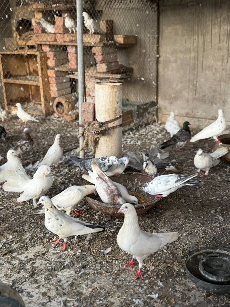 Different pigeons 1