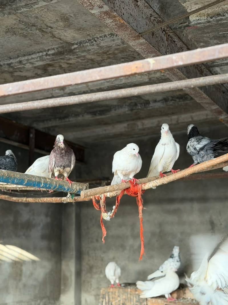 Different pigeons 2
