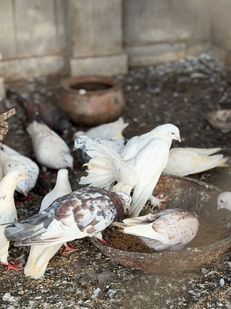 Different pigeons 3