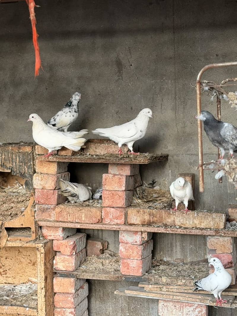 Different pigeons 4