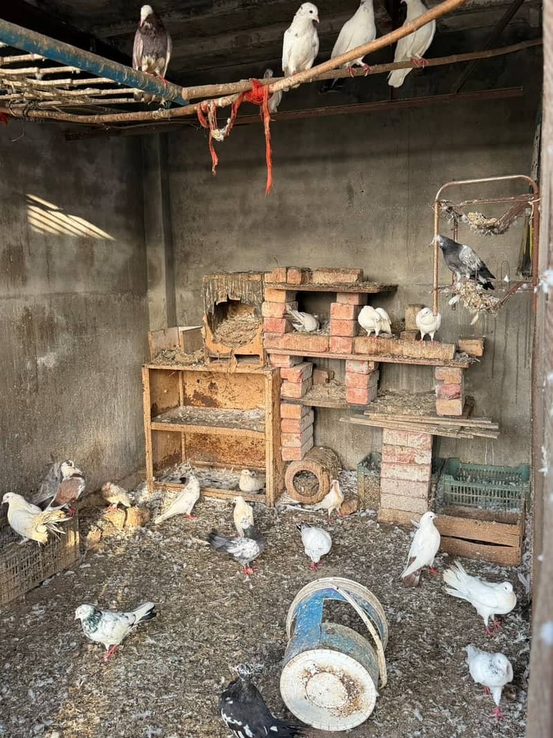 Different pigeons 5