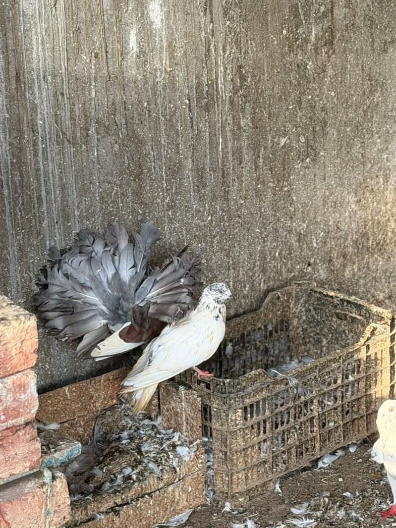 Different pigeons 6