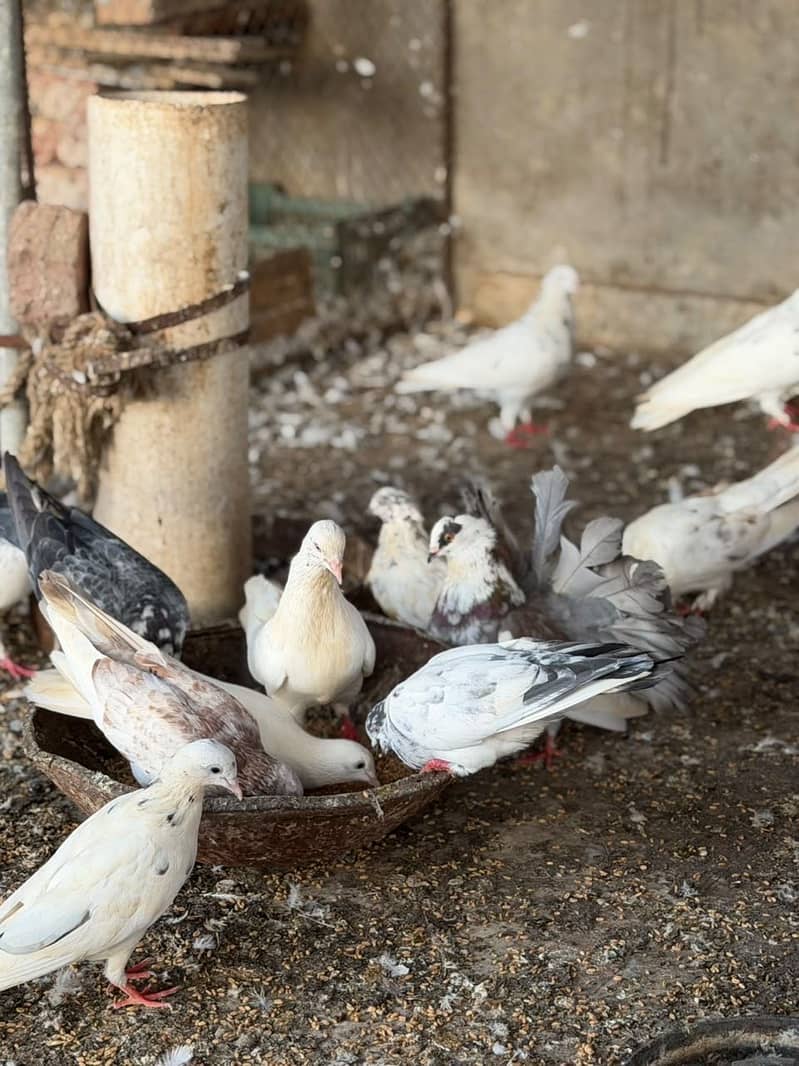Different pigeons 7