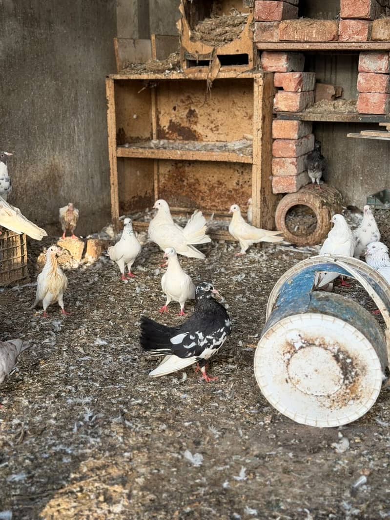 Different pigeons 9