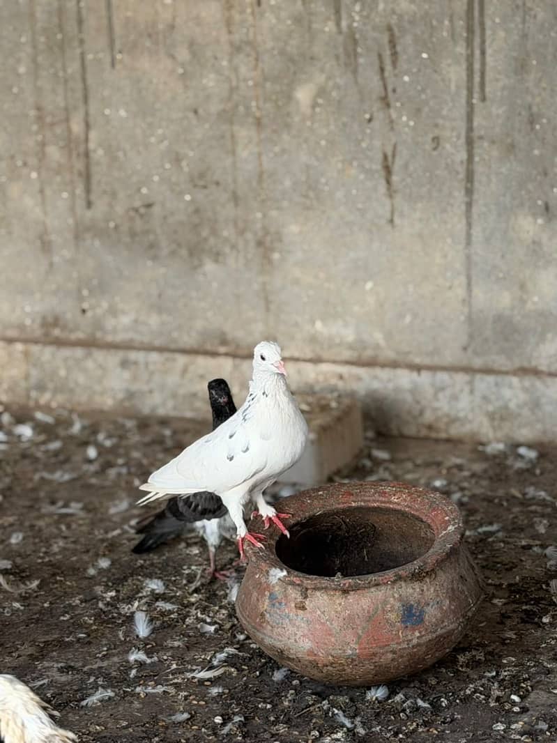 Different pigeons 10