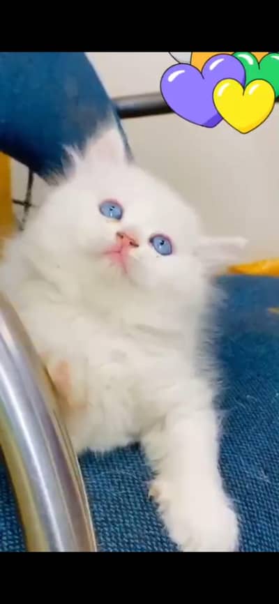 persian tripple coated blue eyes male for sale