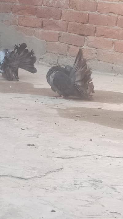 modern fantail 5  pair for sale location faislabad 0326.540. 55.08