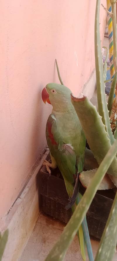 raw parrot 10 mont tame ni