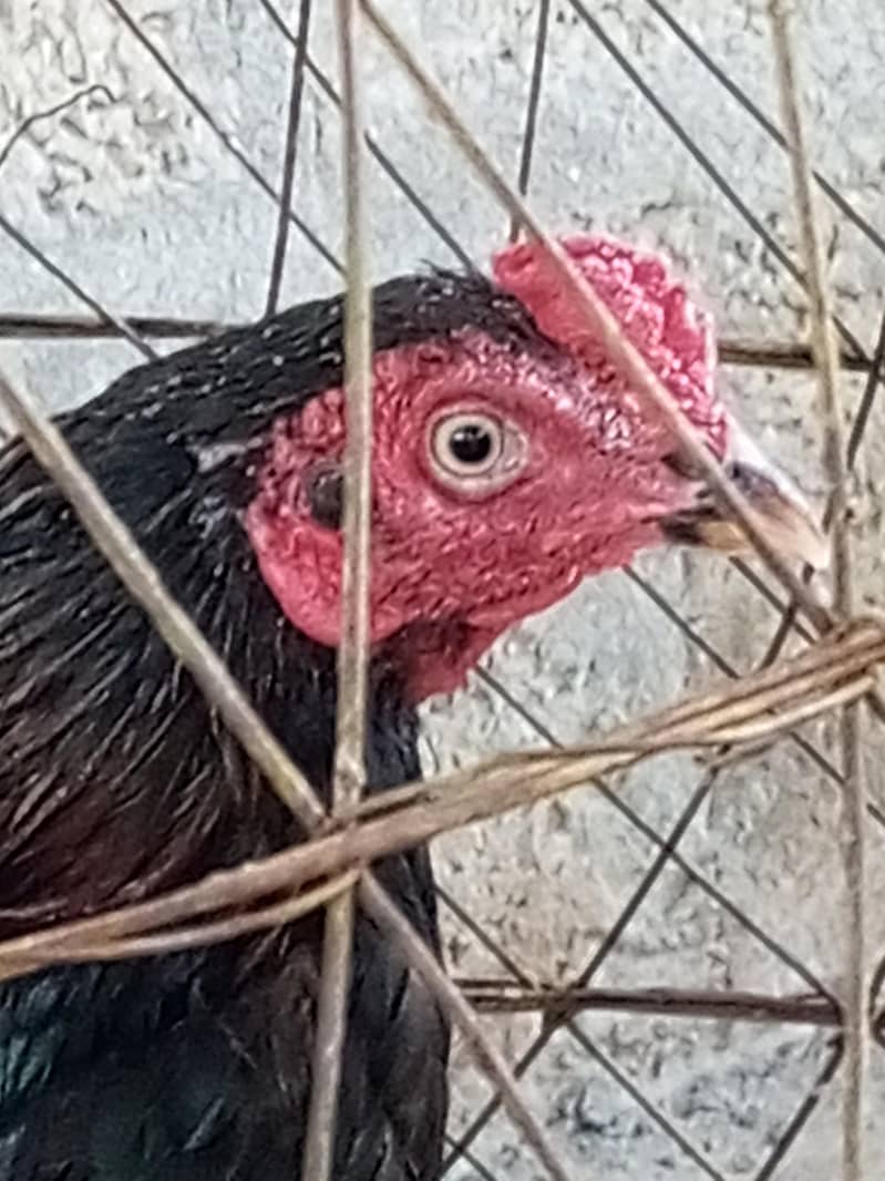 lakha patha 2