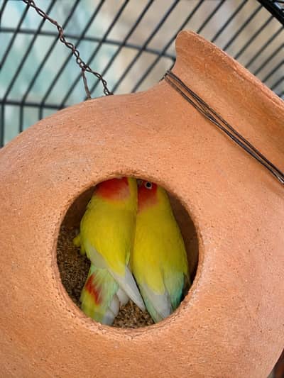 Best Pairs With EGG And ChickS