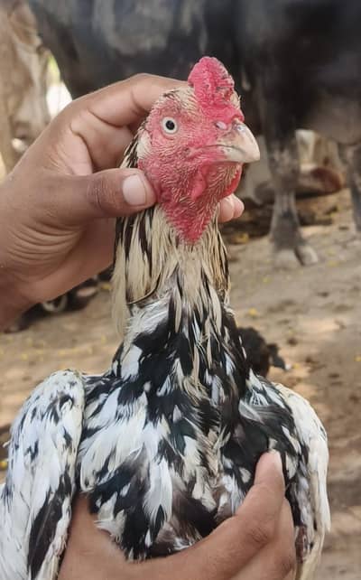 pure miyan wali ka murgha available