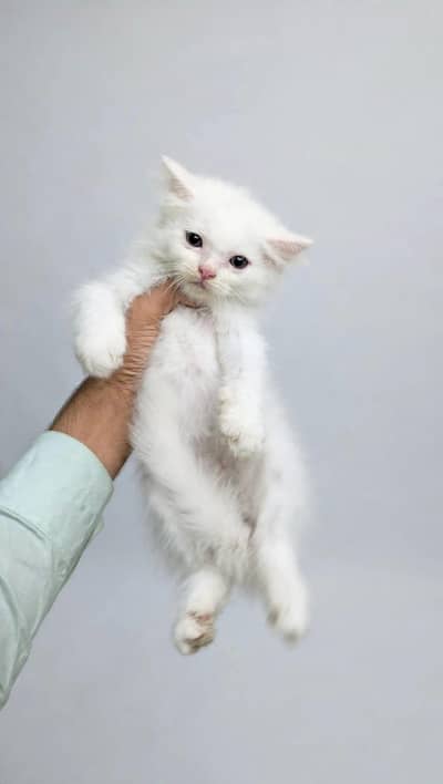 cat for sale