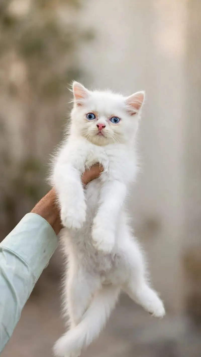 cat for sale — photo 2