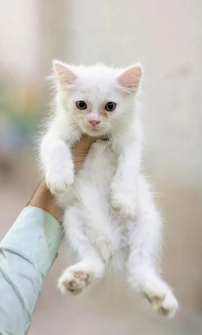 cat for sale — photo 3