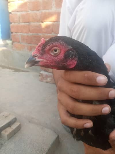 mianwali aseel