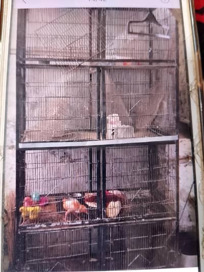 birds cage